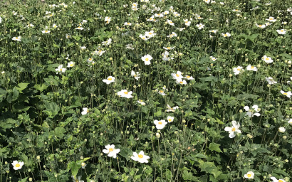 anemone honneurine jobert